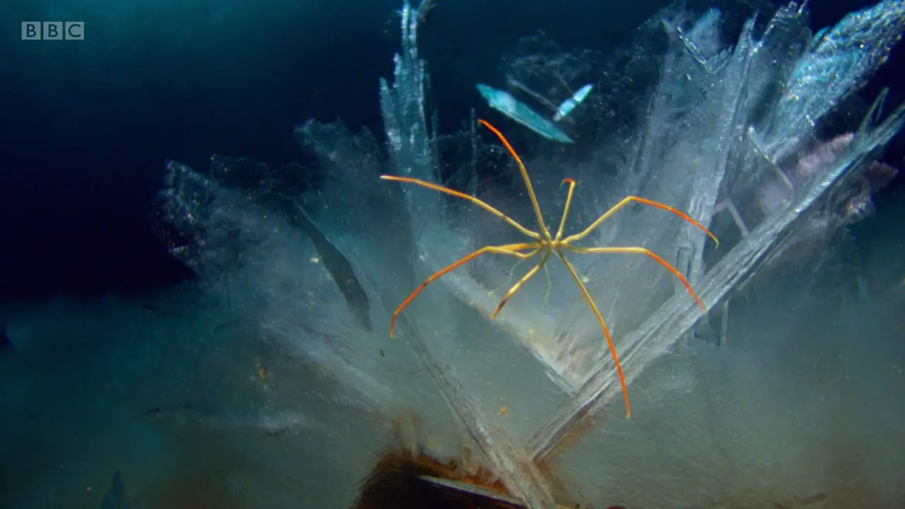 Sea spider sp. ([genus Colossendeis]) as shown in Frozen Planet - To the Ends of the Earth